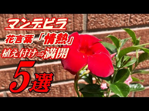 ディプラデニア 植物