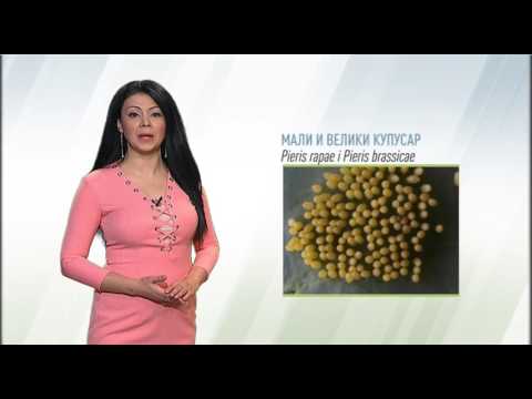 Zelena prognoza, 20.5.2016. - O štetočinama u proizvodnji kupusa