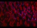 The Velorium Camper III: Al The Killer- Live at Neverender