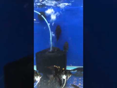 placo fish 🐠🐟 #aquariumfish #fish #asmrvideo #fishtank #placo #shorts