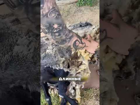 ОВЦЕ-МИЛЛИОНЕРЫ ИЗ ДАГЕСТАНА 🤯