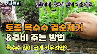텃밭농사 옥수수 곁순제거 옥수수 추비 웃거름 주는 방법 옥수수 크게 키우는 방법 토종옥수수