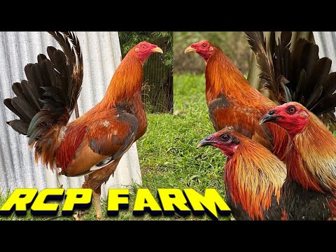 Beautiful Birds RCP FARM | ROGER TABAC Farm Visit