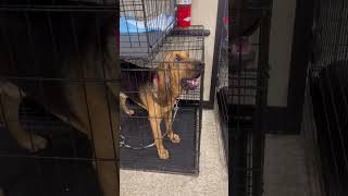 Video preview image #1 Bloodhound Puppy For Sale in Pipe Creek, TX, USA