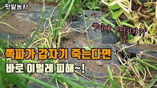 텃밭농사 쪽파가 갑자기 쓰러져 죽는다면 고자리파리 해충피해 이렇게 하면 땅속 해충이 간단히 해결됩니다  대파…