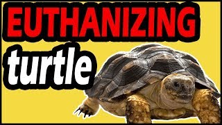 How to Euthanize a Turtle at Home?
