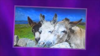 THE PEPPERS 'PEPPERBOX' 1973 (Arpadys)