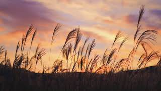 girlfriend / cover by Nao