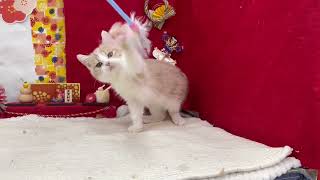 スコティッシュストレートの動画02