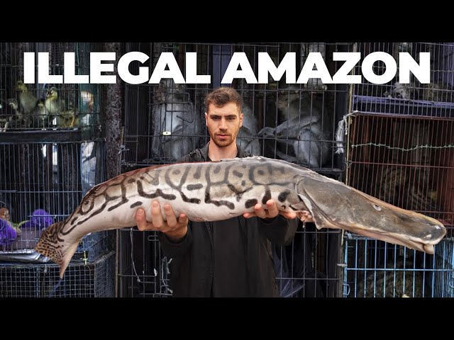 Inside the World's Largest Illegal Exotic Animal Market... (Tour) SDDEFAULT Thumbnail
