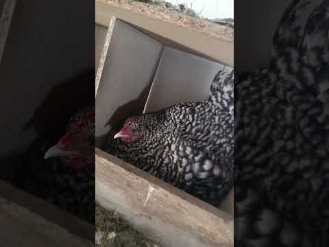 Frühlingsgefühle: Die ersten Eier der Hühner sind da!