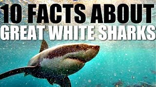 10 Facts About Great White Sharks