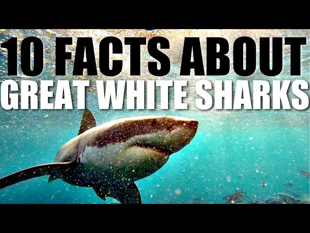 10 Facts About Great White Sharks