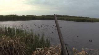 MEATHOLE: GoPro HD Hero 3 Duck Hunting 2014