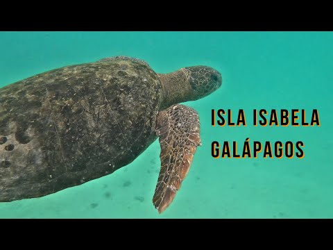 Swimming With A Turtle In The Galápagos Islands!