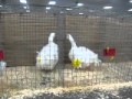 SEBASTOPOL GEESE CURLY BREASTED AT THE THE FEDERATION SHOW 2011 FROM CHEHIRE POULTRY