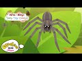 Facts About Spiders Ferne Rory S Teeny Tiny Creatures CBeebies