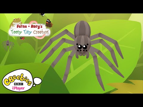 Facts about Spiders | Ferne & Rory's Teeny Tiny Creatures | CBeebies