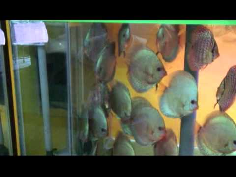 Inti Aquarium, World's Largest Discus Fish Hatchery