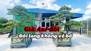 Pair of dragon-shaped La Han pine trees | Price: 4x million/pair | Nam Dinh La Han pine trees