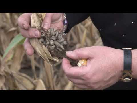 TRETIRANJE  ZETVENIH OSTATAKA BIOGENESISOVIM PREPARATIMA
