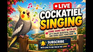 Download lagu Daily Cockatiel Whistle Training Session! 🐦🎤 #livetraining #cockatiel #animals #pets#calopsita mp3