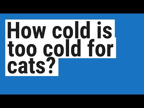 How cold is too cold for cats?