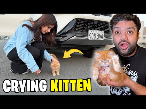 We Found A Lost Kitten 🐱