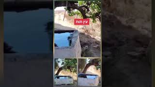 עין תות ליד בית אל באזור רמאללה שלח לי צופה צדיק