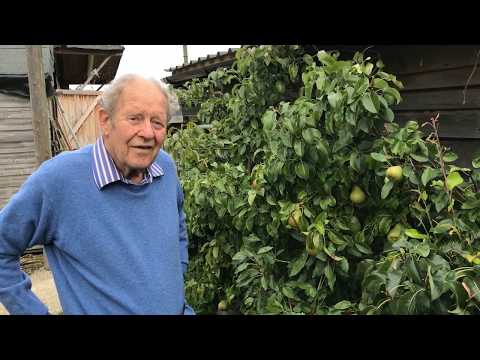 Summer pruning on pears