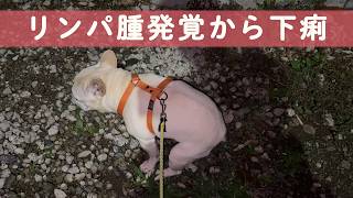 【リンパ腫発覚】でも、犬との暮らしを諦めたくない！