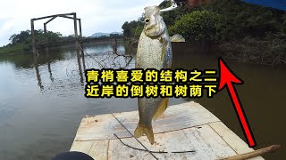 路亚青梢小技巧二：近岸的倒树或者树荫下
