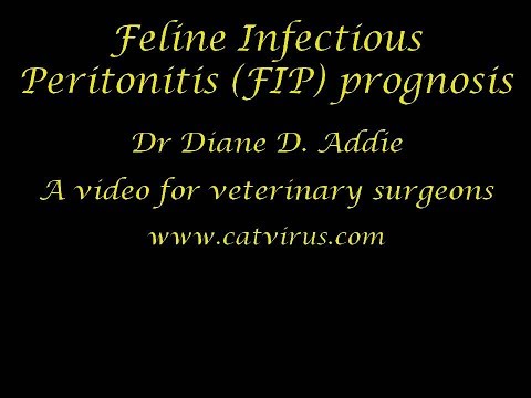 Assessing the prognosis of a cat with effusive FIP