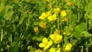 A Mustard Farm in Delhi 