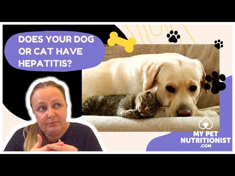 Does Your Cat or Dog Have Hepatitis?