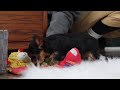 Yorkshire Terrier dogs for sale: Stella - Video 1