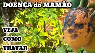 A doença do seu pé de mamão tem cura ou não? Veja neste vídeo