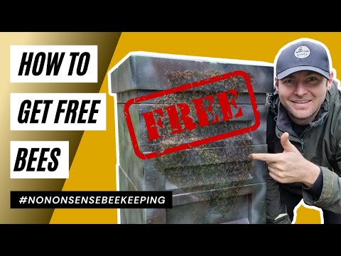 How To Get Free Bees - How To Catch Swarms - Catching Swarms in Bait Hives
