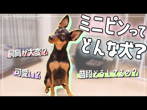 ミニチュアピンシャー