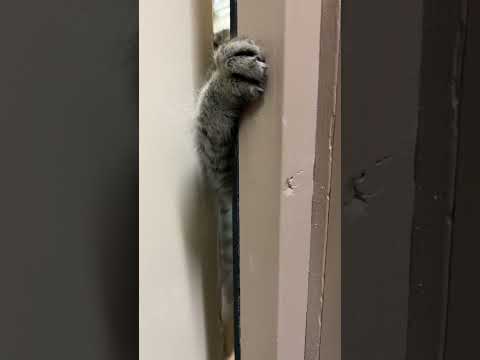 放送室に入りたいコテン #猫のいる暮らし