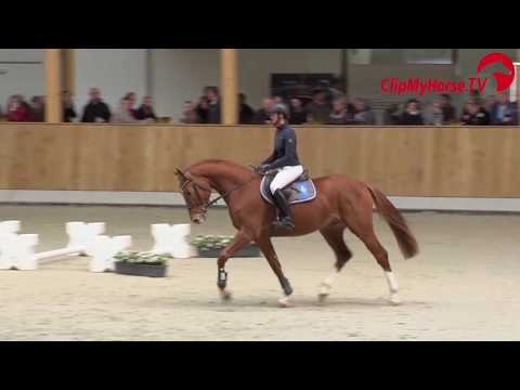 Zidane v Zinedine LBS Hengstschau 2017