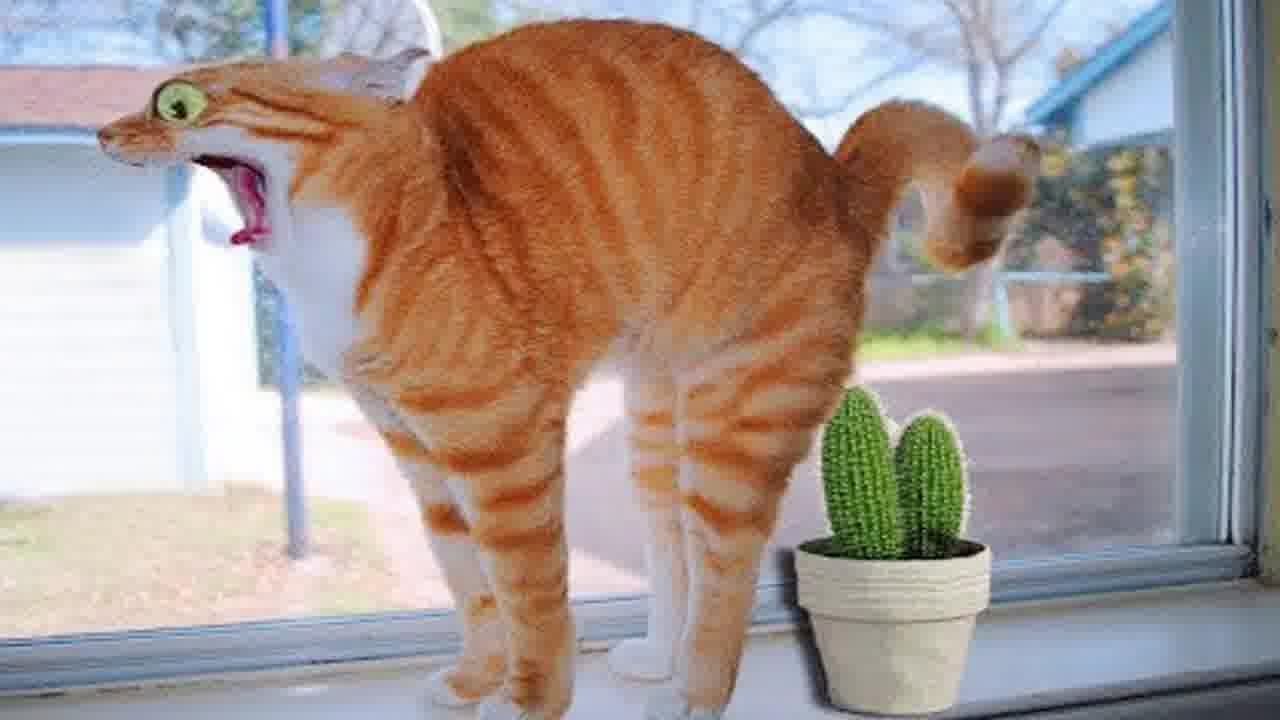 Best Cats and Dogs Videos 😆🤣 Funniest Catss 🙀😅