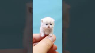 Download lagu ya man salaita bikulli anbiya | cats |গজল|#viral #shorts mp3 Download lagu ya man salaita bikulli anbiya | cats |গজল|#viral #shorts mp3