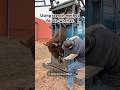 We work our animals at least once a year. It’s imperative they receive a de-wormer. #farming #health