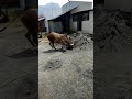 Jallikattu Video Slow Motion Video Plssubscribe Jallikattu