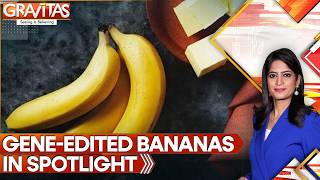 Crispr-Edited Bananas Designed to Stay Fresh & Yellow for Longer | Gravitas