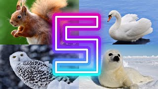 Animals And Birds Starting with S || Amazing Animals Starting With S