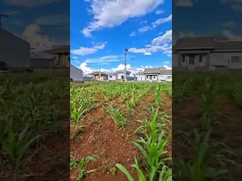 Terreno - Recanto da Natureza - Videira/SC