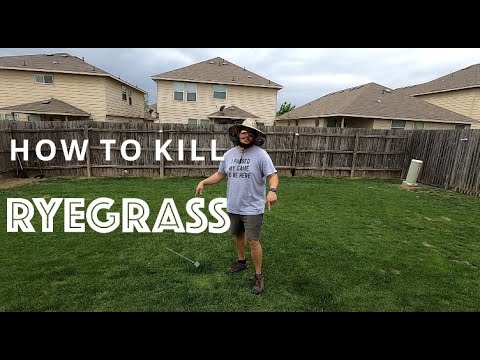 HOW TO KILL RYEGRASS OVERSEED ON BERMUDA GRASS (MSM TURF)