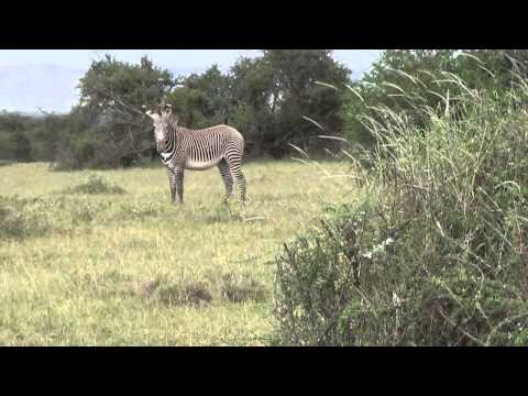 Grevy Zebras
